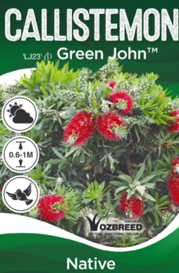 Callistemon viminalis (LJ23)  Green John™