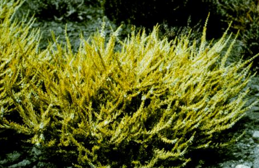 Calluna vulgaris aurea