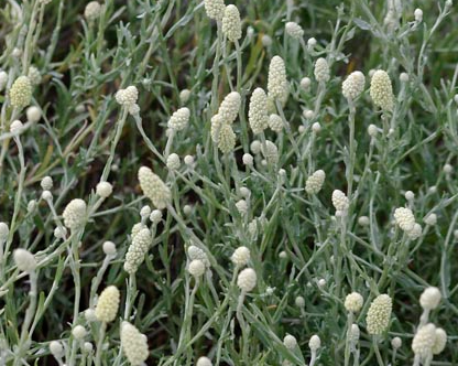 Calocephalus lacteus