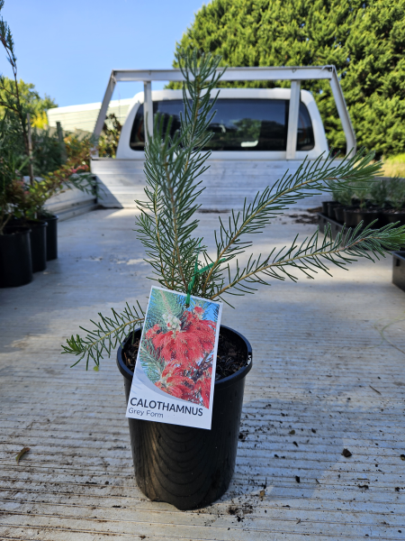 Calothamnus quadrifidus Grey