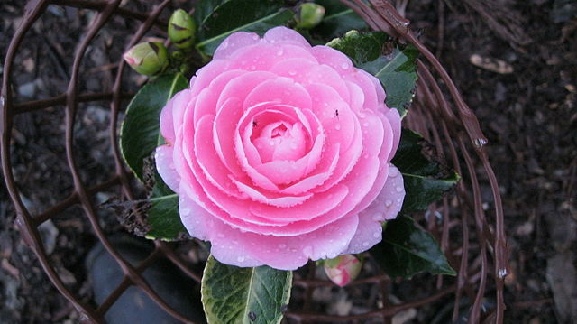 Camellia EG Waterhouse
