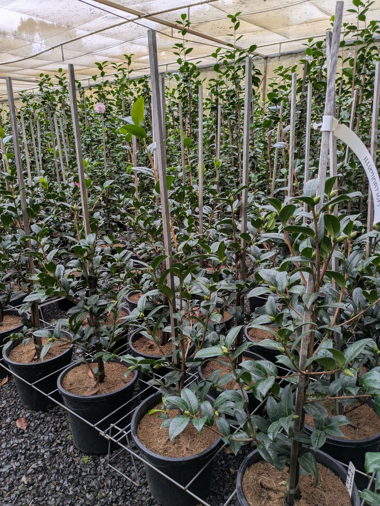 Camellia japonica (Parillumination)  Illumination