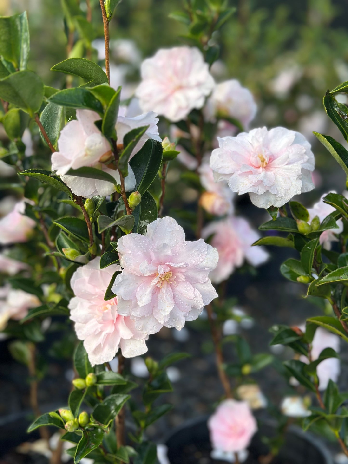 Camellia mignonne