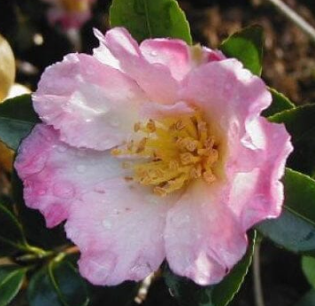 Camellia Sasanqua Fukuzutsumi
