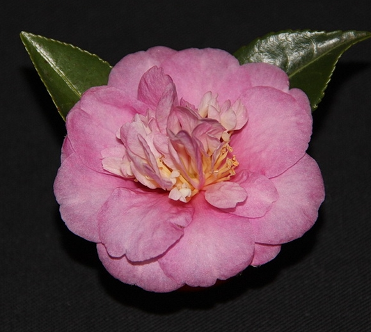 Camellia Sasanqua Geoffrey James