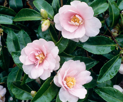 Camellia Sasanqua Jean May