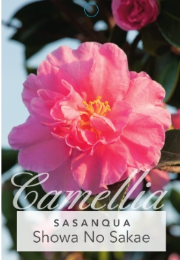Camellia Sasanqua Showa No Sakae