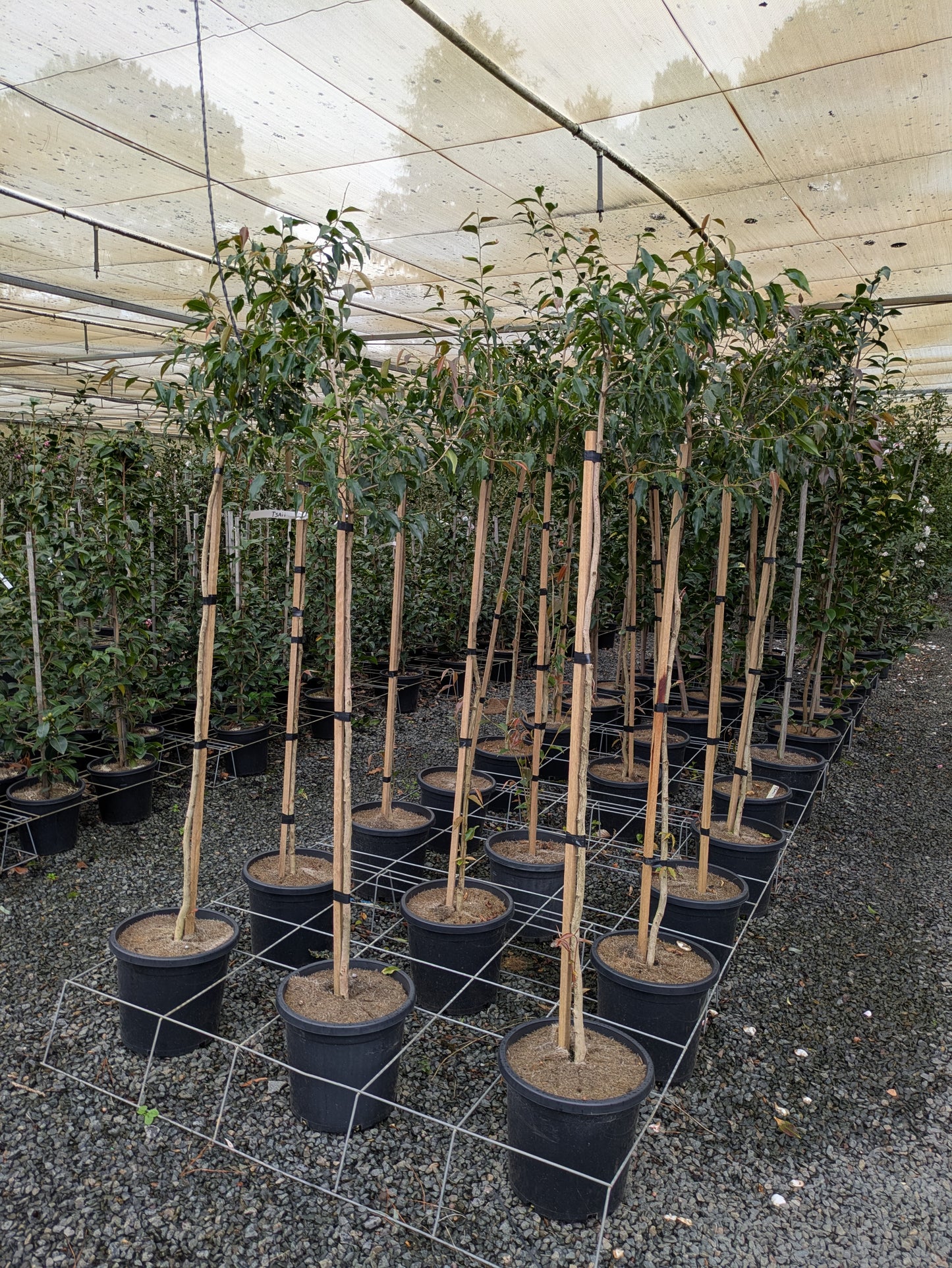 Camellia Tsaii