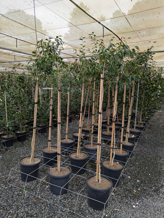 Camellia Tsaii