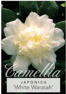 Camellia White Waratah