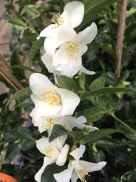 Camellia Wirlinga Bride
