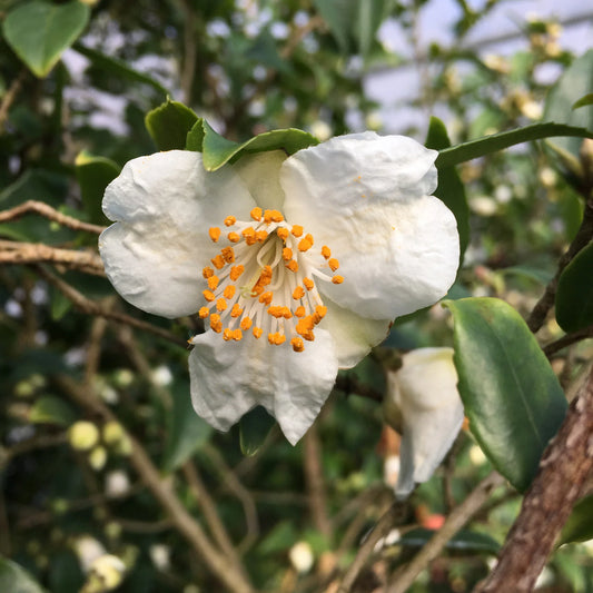 Camellia Wirlinga Snow Drift