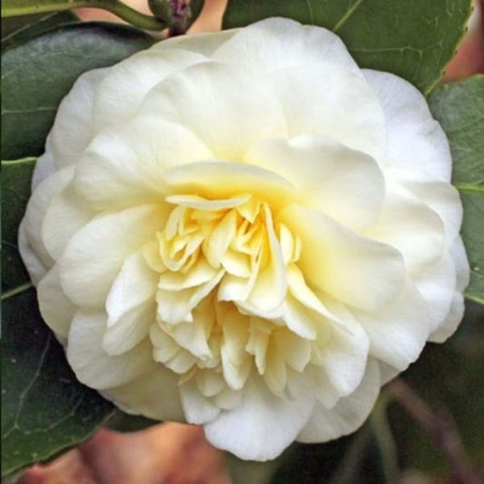 Camellia japonica 'Lemon Drop'