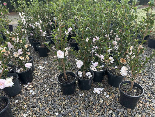 Camellia mignonne