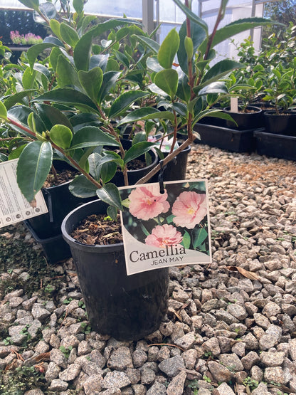 Camellia Sasanqua Jean May