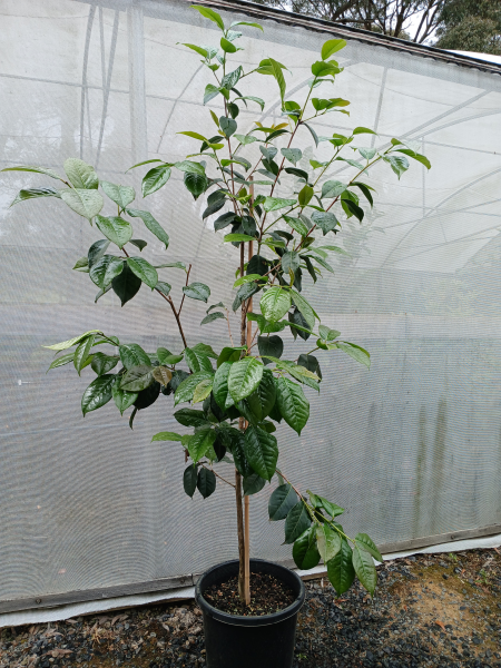 Camellia reticulata Dr Clifford Parks