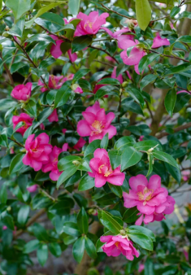 Camellia hiemalis 'Hiryu'