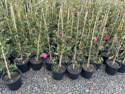 Camellia hiemalis 'Hiryu'