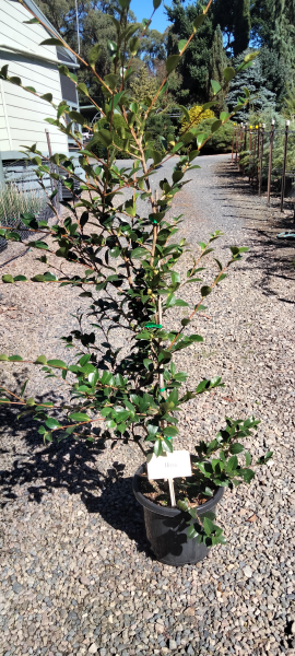 Camellia hiemalis 'Hiryu'