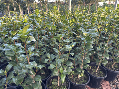 Camellia japonica 'Brushfields Yellow'
