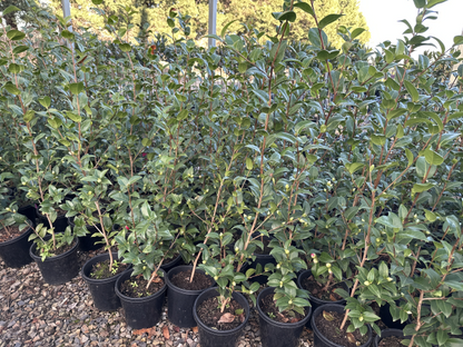 Camellia japonica Debbie