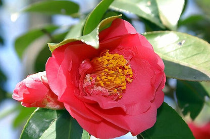 Camellia japonica Elegans