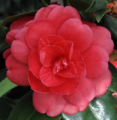 Camellia japonica Great Eastern