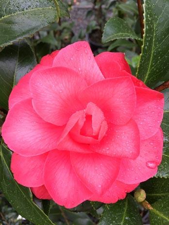 Camellia japonica L.T. Dees