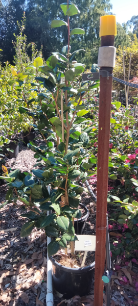 Camellia japonica Nuccios Bella Rossa
