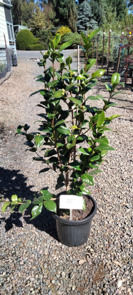 Camellia japonica Nuccios Cameo