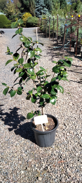 Camellia japonica Nuccios Gem