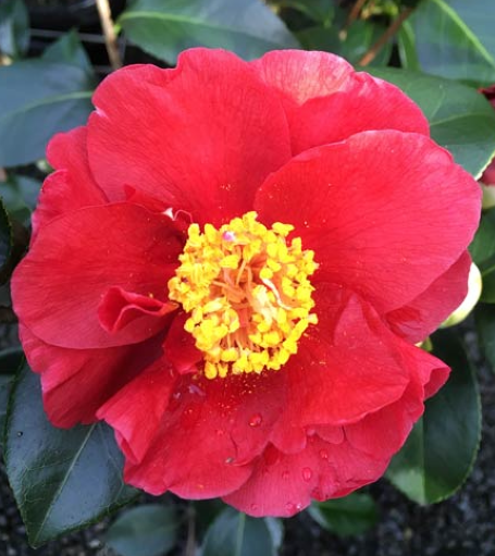 Camellia japonica 'Bob Hope'