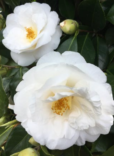 Camellia japonica 'Lovelight'