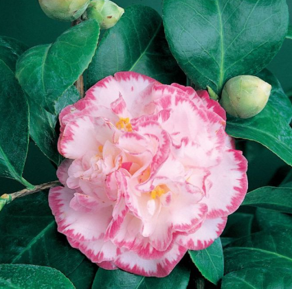 Camellia japonica 'Margaret Davis'