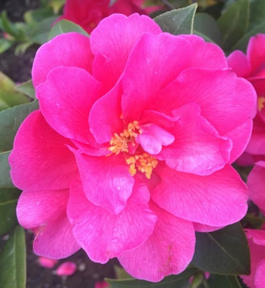 Camellia japonica (Parillumination)  Illumination