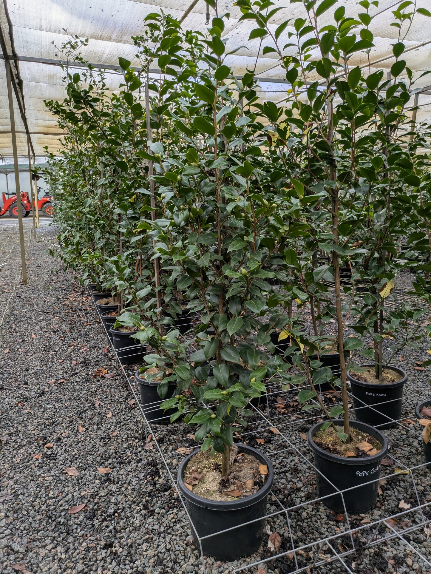 Camellia japonica 'Pope John XXIII'