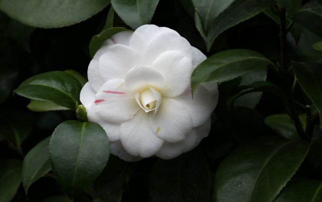 Camellia japonica 'Pope John XXIII'