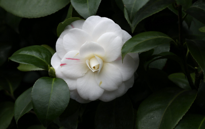 Camellia japonica 'Pope John XXIII'