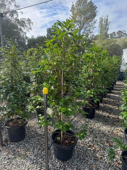Camellia japonica 'Pope John XXIII'