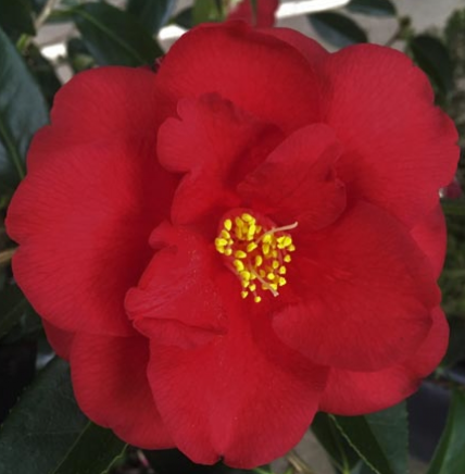 Camellia japonica 'Royal Velvet'