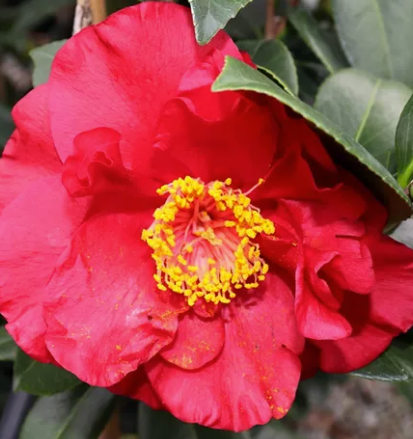 Camellia japonica 'Volcano'