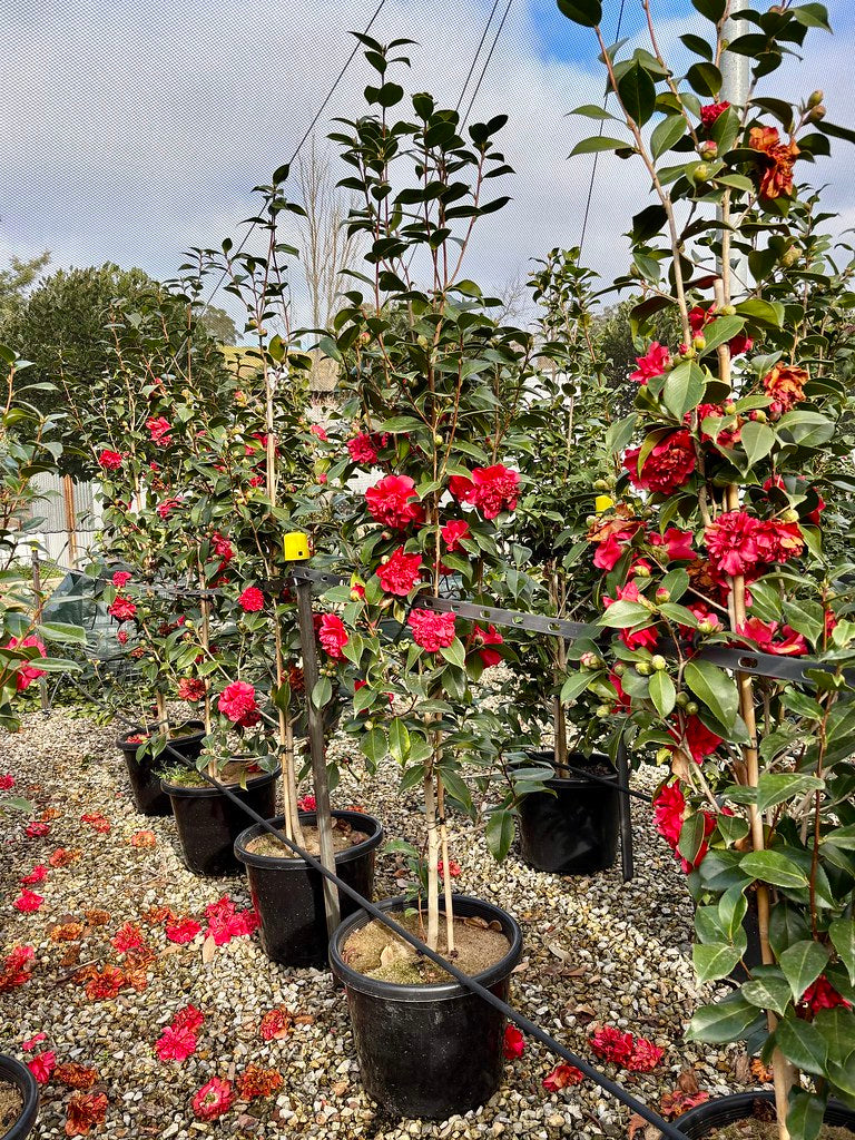 Camellia japonica 'Volcano'