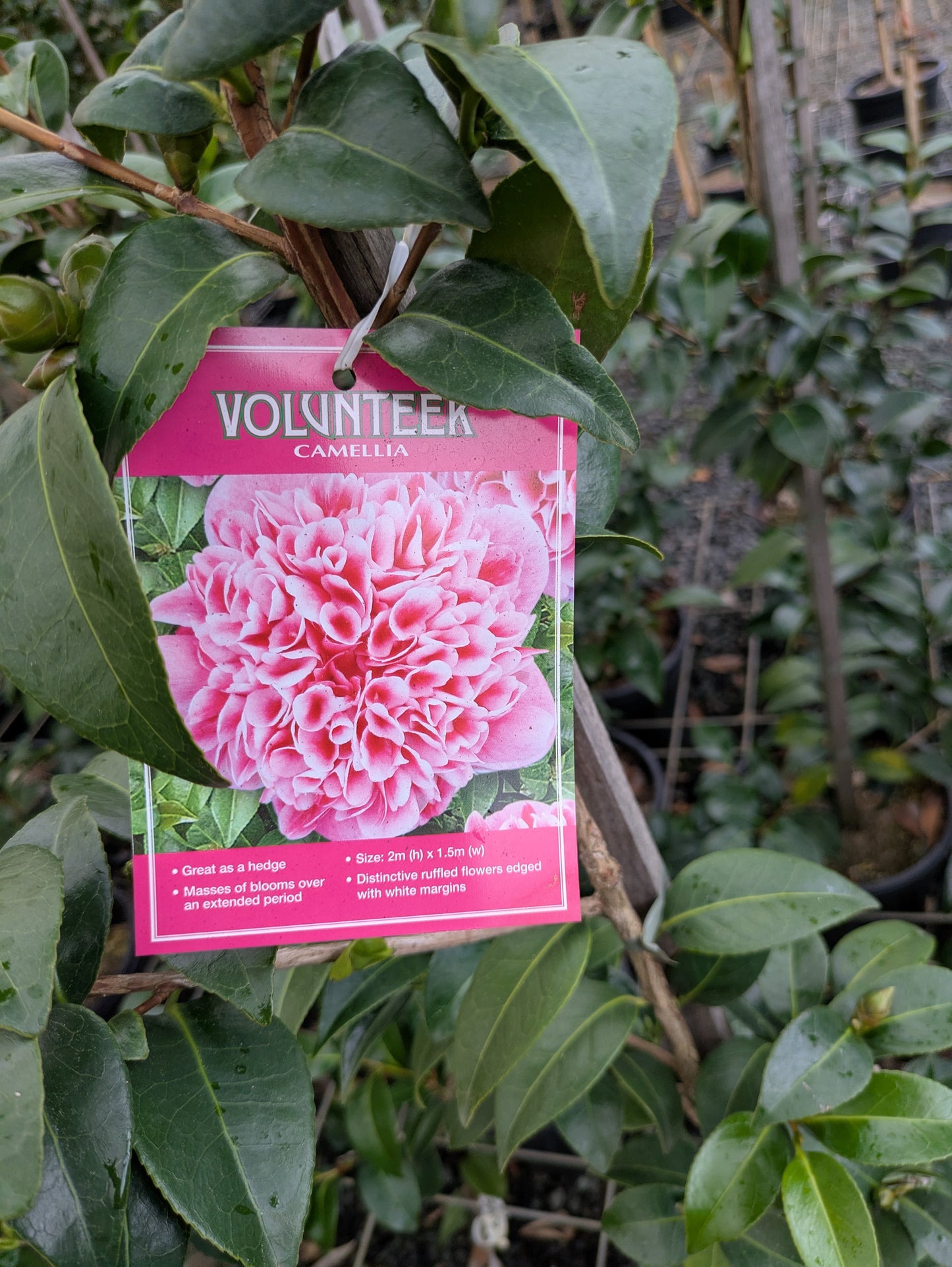 Camellia japonica 'Volunteer' pbr