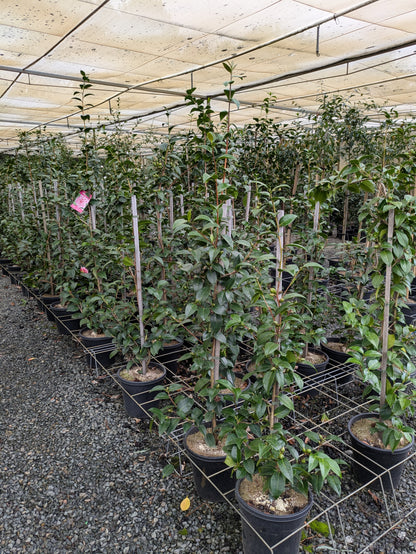 Camellia japonica 'Volunteer' pbr