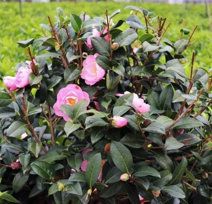 Camellia pitardii x 'Nicky Crisp'