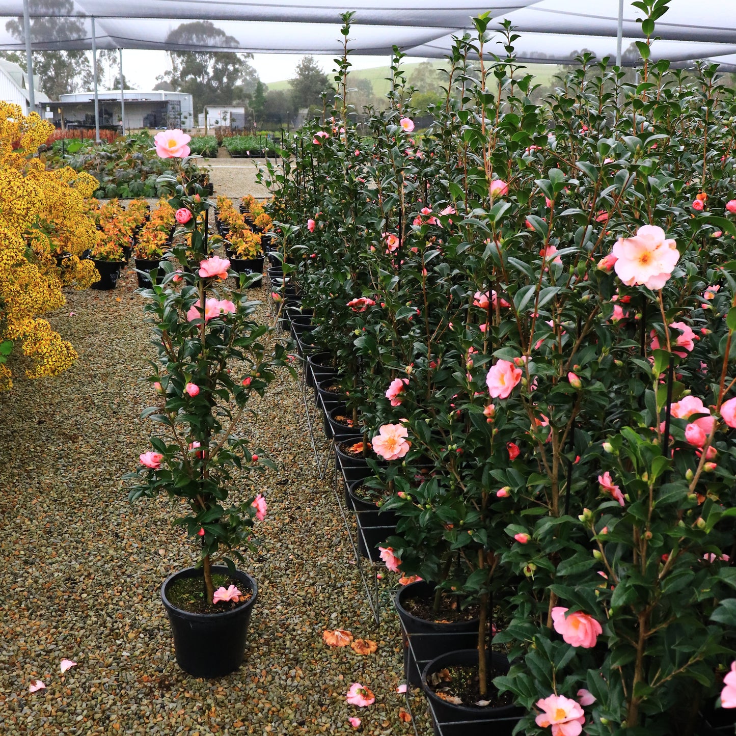 Camellia pitardii x 'Nicky Crisp'
