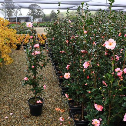 Camellia pitardii x 'Nicky Crisp'