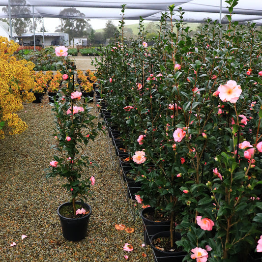 Camellia pitardii x 'Nicky Crisp'