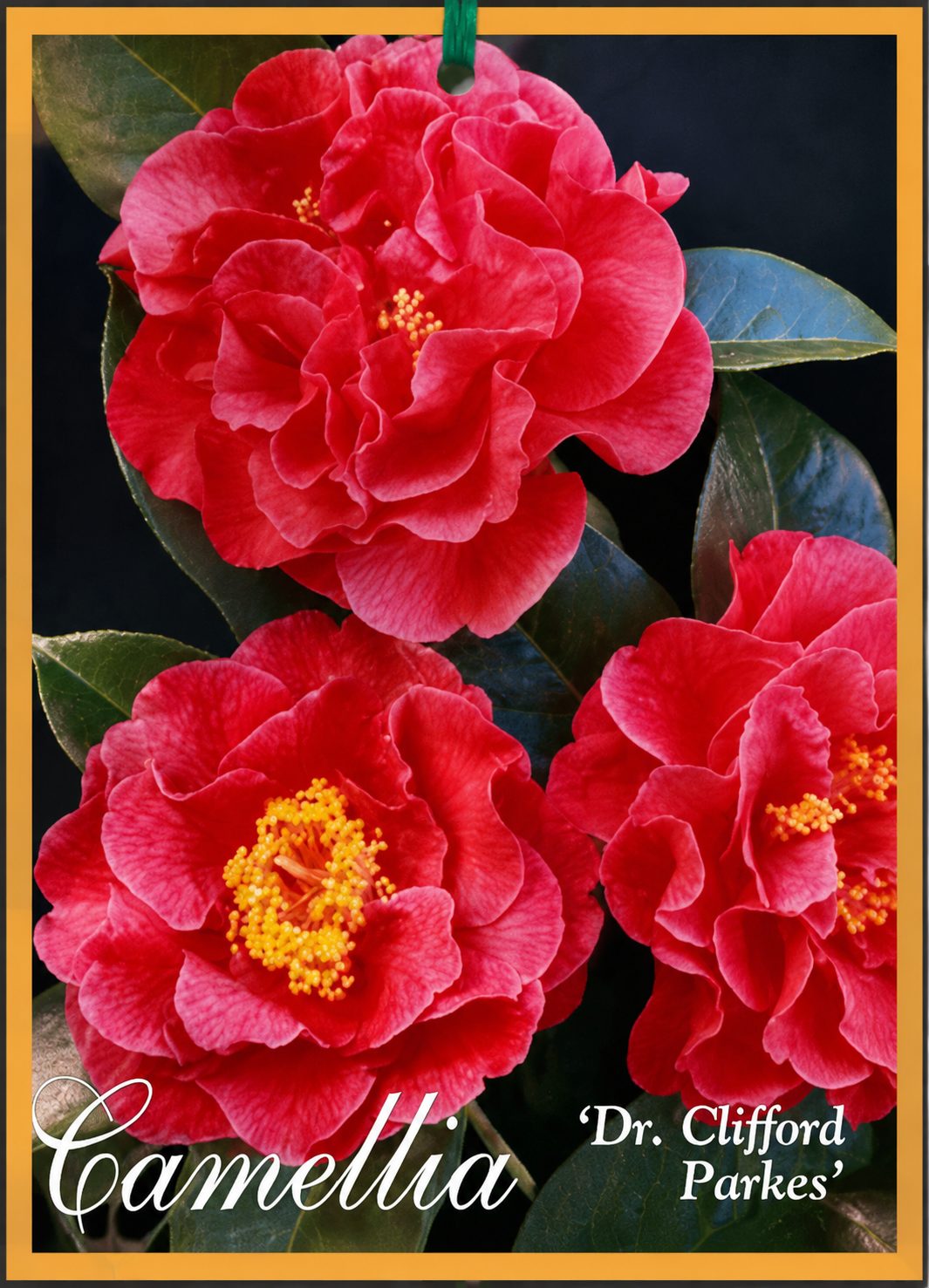 Camellia reticulata Dr Clifford Parks