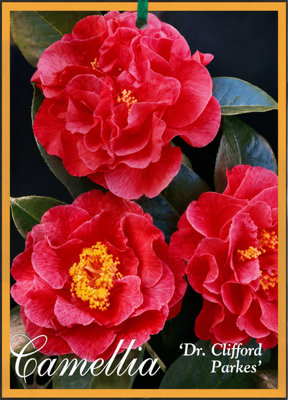 Camellia reticulata Dr Clifford Parks